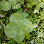 Panoramablick Line *