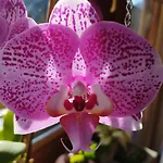 Panoramablick Line בית נופש *