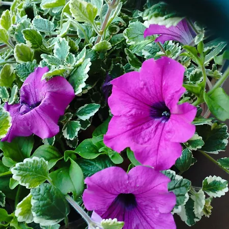 度假居 Panoramablick Line