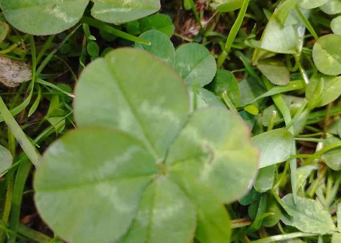 Panoramablick Line *