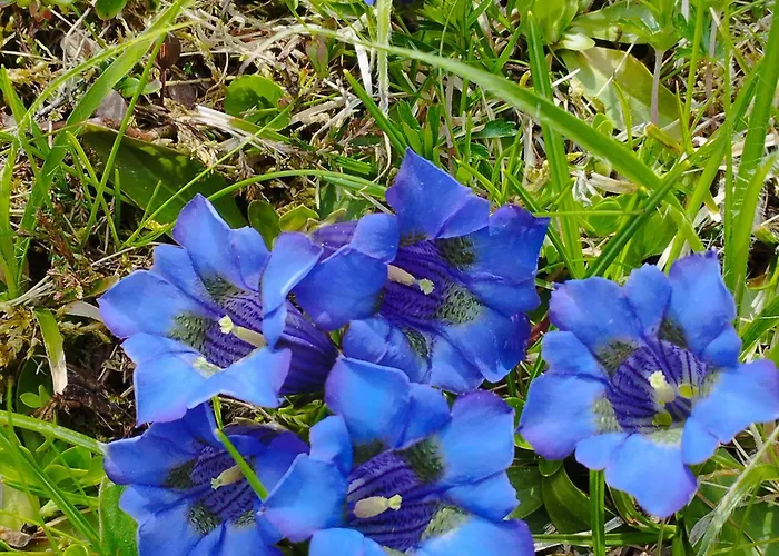 Panoramablick Line Dom wakacyjny *