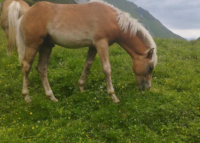 Dom wakacyjny Panoramablick Line