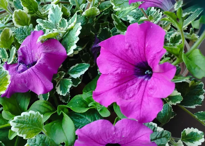 Dom wakacyjny Panoramablick Line