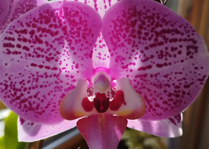 Panoramablick Line Dom wakacyjny *